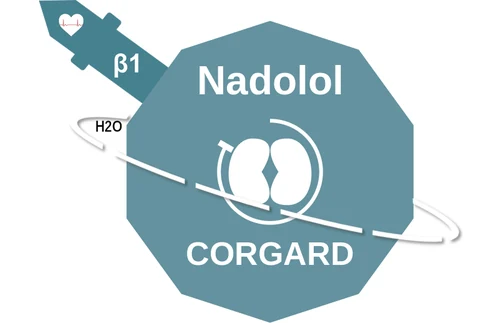 Nadolol ballicule — decagon diagram of its receptor and enzyme targets