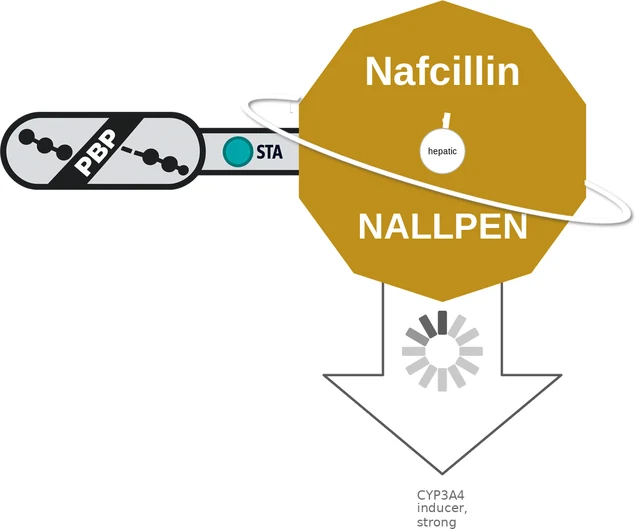 Nafcillin ballicule — decagon diagram of its receptor and enzyme targets