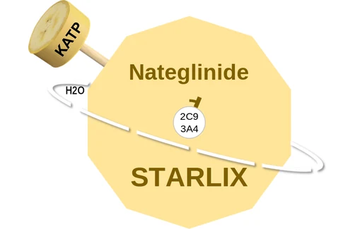 Nateglinide ballicule — decagon diagram of its receptor and enzyme targets