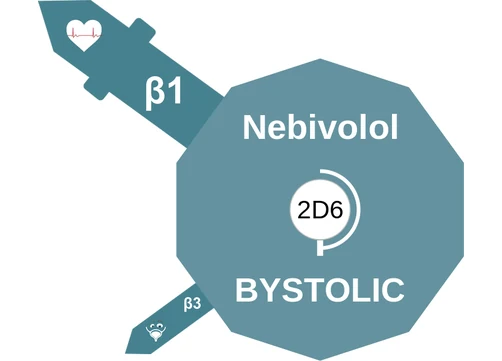 Nebivolol ballicule — decagon diagram of its receptor and enzyme targets