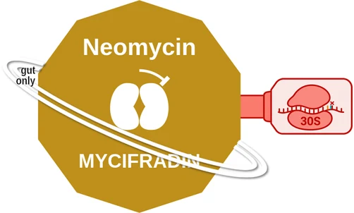 Neomycin ballicule — decagon diagram of its receptor and enzyme targets