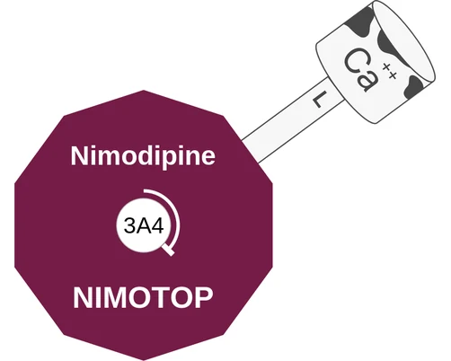 Nimodipine ballicule — decagon diagram of its receptor and enzyme targets