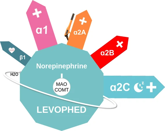 Norepinephrine ballicule — decagon diagram of its receptor and enzyme targets