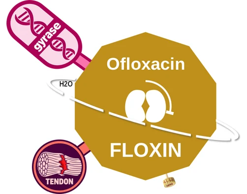 Ofloxacin ballicule — decagon diagram of its receptor and enzyme targets