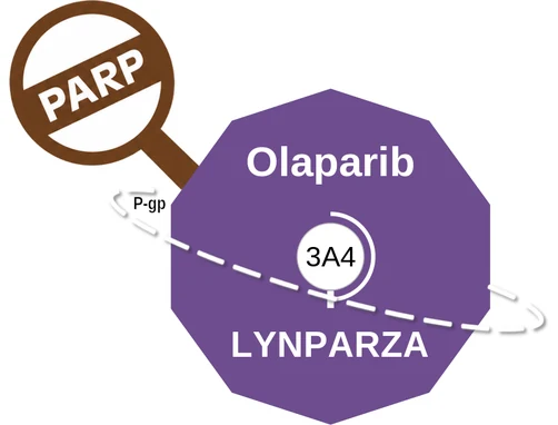 Olaparib ballicule — decagon diagram of its receptor and enzyme targets