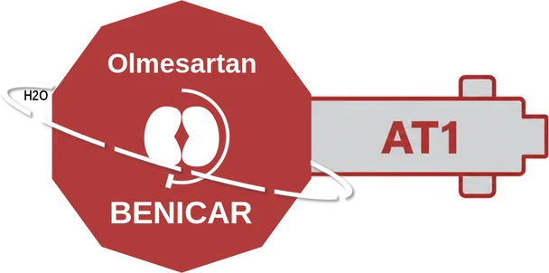 Olmesartan ballicule — decagon diagram of its receptor and enzyme targets