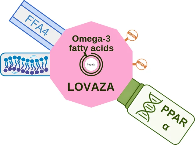 Omega-3 fatty acids ballicule — decagon diagram of its receptor and enzyme targets
