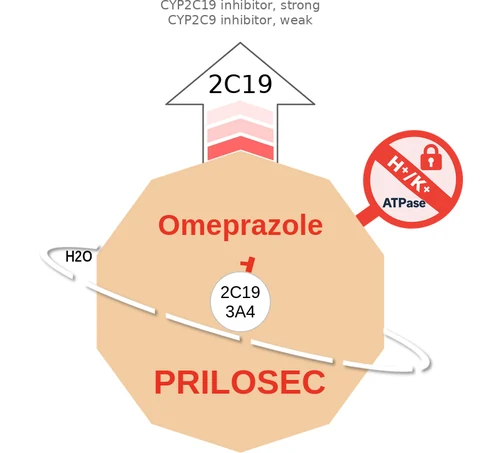 Omeprazole ballicule — decagon diagram of its receptor and enzyme targets