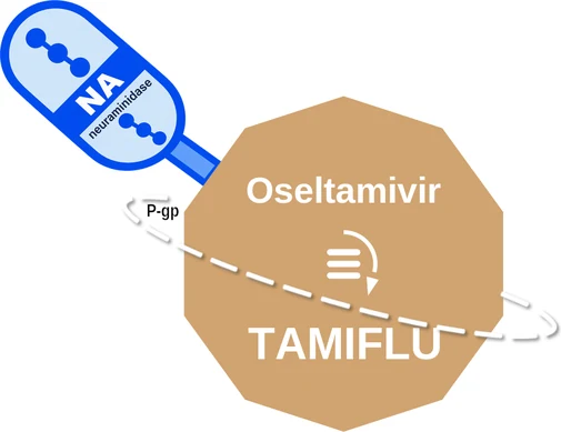 Oseltamivir ballicule — decagon diagram of its receptor and enzyme targets