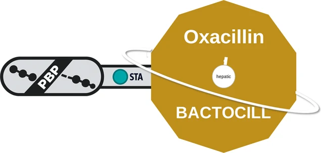 Oxacillin ballicule — decagon diagram of its receptor and enzyme targets
