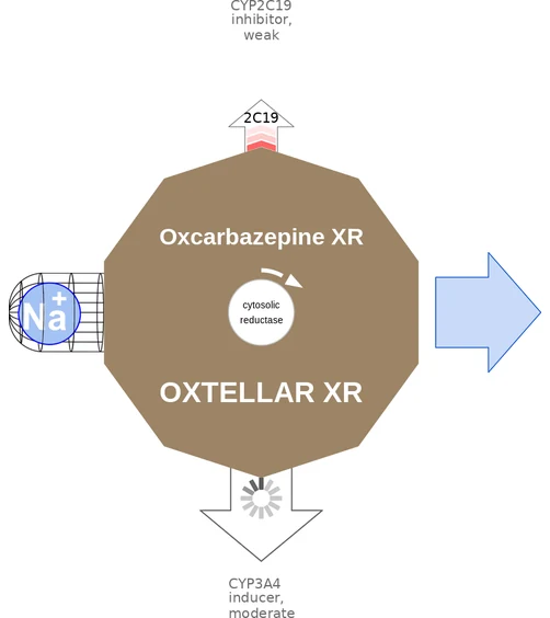 Oxcarbazepine XR ballicule — decagon diagram of its receptor and enzyme targets