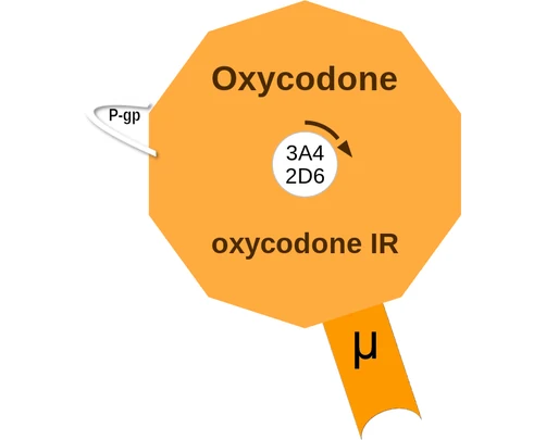 Oxycodone ballicule — decagon diagram of its receptor and enzyme targets
