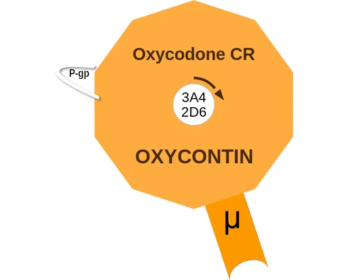 Oxycodone CR ballicule — decagon diagram of its receptor and enzyme targets