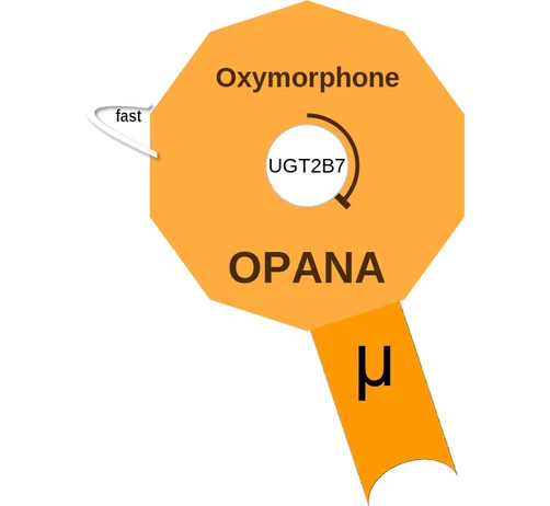 Oxymorphone ballicule — decagon diagram of its receptor and enzyme targets