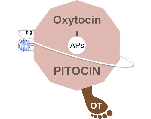 Oxytocin ballicule — decagon diagram of its receptor and enzyme targets