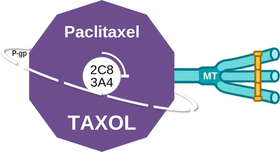 Paclitaxel ballicule — decagon diagram of its receptor and enzyme targets
