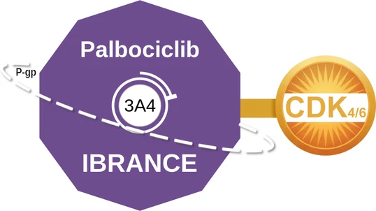 Palbociclib ballicule — decagon diagram of its receptor and enzyme targets