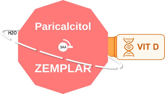 Paricalcitol ballicule — decagon diagram of its receptor and enzyme targets