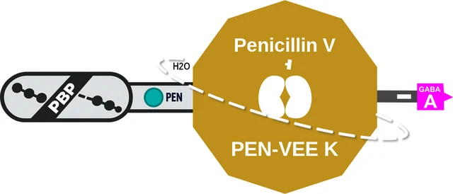 Penicillin V ballicule — decagon diagram of its receptor and enzyme targets