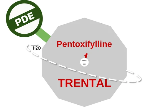 Pentoxifylline ballicule — decagon diagram of its receptor and enzyme targets