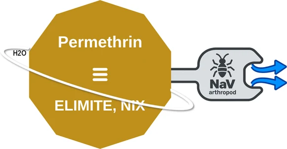 Permethrin ballicule — decagon diagram of its receptor and enzyme targets