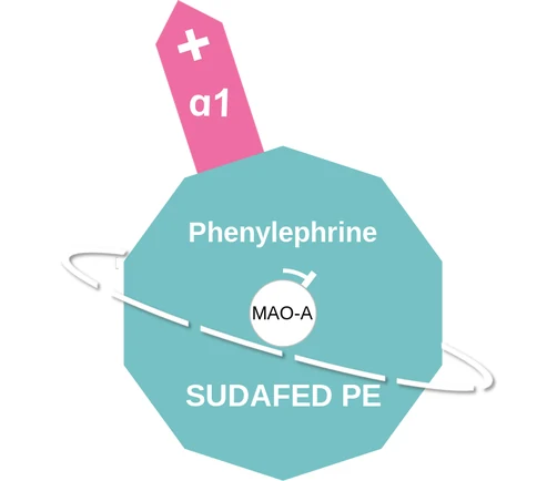 Phenylephrine ballicule — decagon diagram of its receptor and enzyme targets