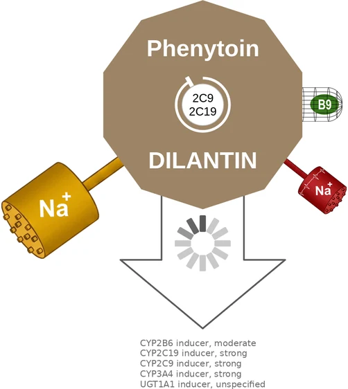 Phenytoin ballicule — decagon diagram of its receptor and enzyme targets