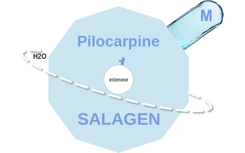 Pilocarpine ballicule — decagon diagram of its receptor and enzyme targets