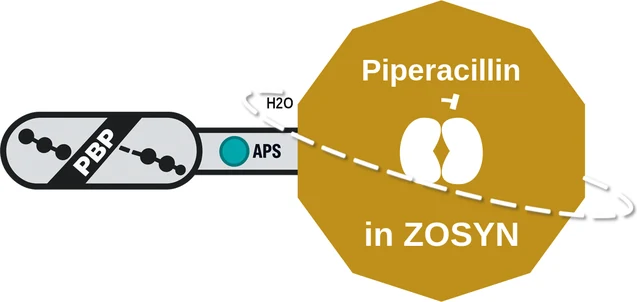 Piperacillin ballicule — decagon diagram of its receptor and enzyme targets