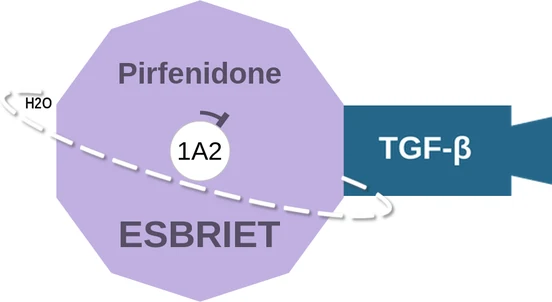 Pirfenidone ballicule — decagon diagram of its receptor and enzyme targets
