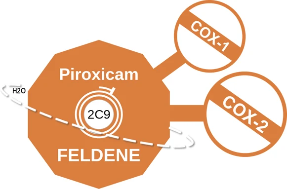 Piroxicam ballicule — decagon diagram of its receptor and enzyme targets