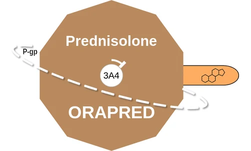 Prednisolone ballicule — decagon diagram of its receptor and enzyme targets