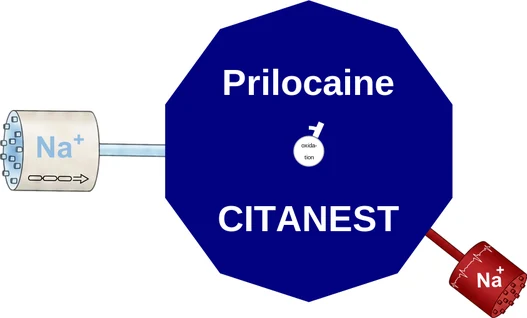 Prilocaine ballicule — decagon diagram of its receptor and enzyme targets