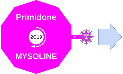 Primidone ballicule — decagon diagram of its receptor and enzyme targets