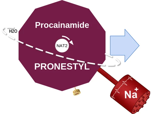 Procainamide ballicule — decagon diagram of its receptor and enzyme targets