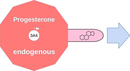 Progesterone ballicule — decagon diagram of its receptor and enzyme targets