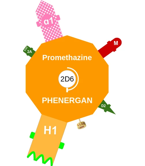Promethazine ballicule — decagon diagram of its receptor and enzyme targets