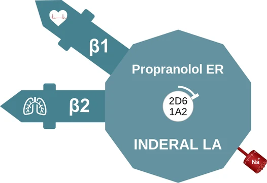 Propranolol ER ballicule — decagon diagram of its receptor and enzyme targets