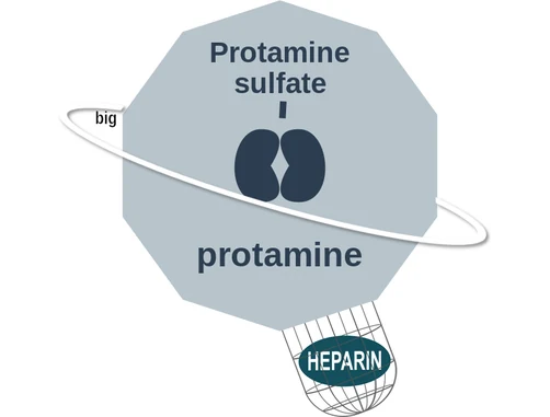 Protamine sulfate ballicule — decagon diagram of its receptor and enzyme targets