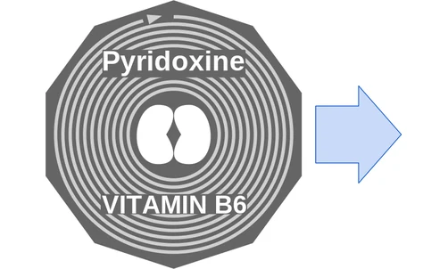 Pyridoxine ballicule — decagon diagram of its receptor and enzyme targets