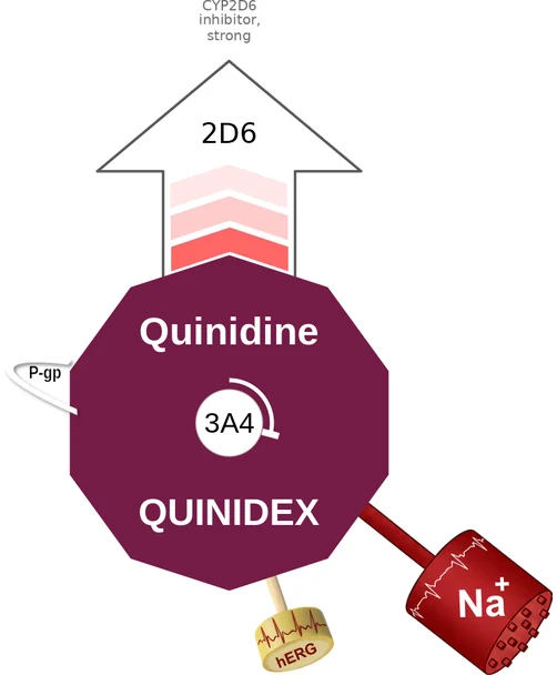 Quinidine ballicule — decagon diagram of its receptor and enzyme targets