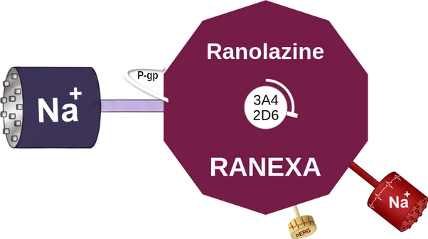 Ranolazine ballicule — decagon diagram of its receptor and enzyme targets