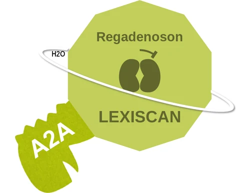 Regadenoson ballicule — decagon diagram of its receptor and enzyme targets