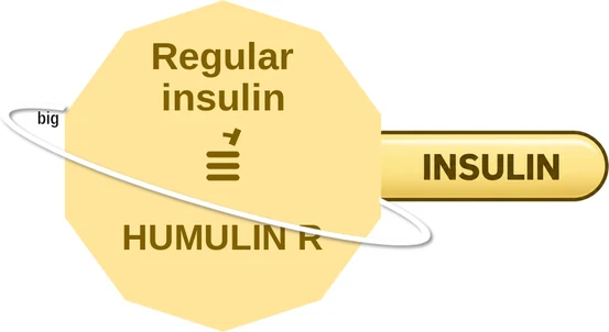 Regular insulin ballicule — decagon diagram of its receptor and enzyme targets