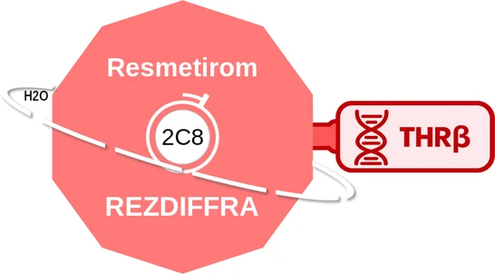 Resmetirom ballicule — decagon diagram of its receptor and enzyme targets