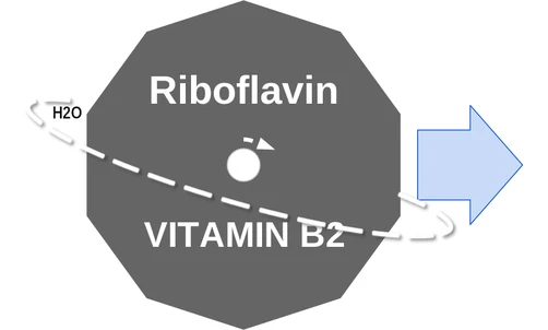 Riboflavin ballicule — decagon diagram of its receptor and enzyme targets