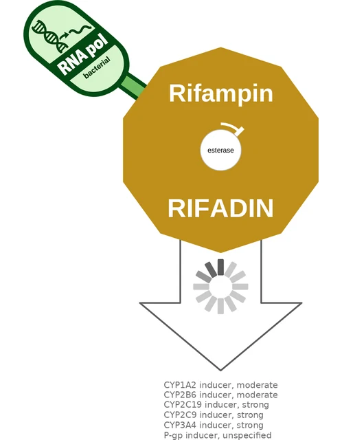 Rifampin ballicule — decagon diagram of its receptor and enzyme targets