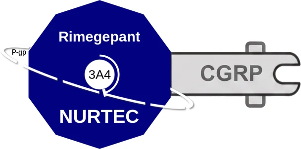 Rimegepant ballicule — decagon diagram of its receptor and enzyme targets