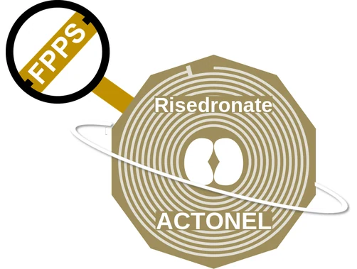 Risedronate ballicule — decagon diagram of its receptor and enzyme targets