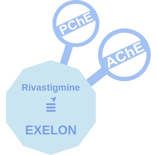 Rivastigmine ballicule — decagon diagram of its receptor and enzyme targets